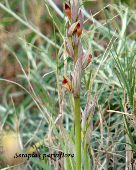 Orchidee dell''Epiro e del Peloponneso